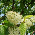 Prunus maackii 'Amber Beauty' fleur